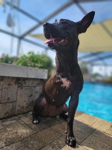 Daisy sitting poolside with her tongue out.