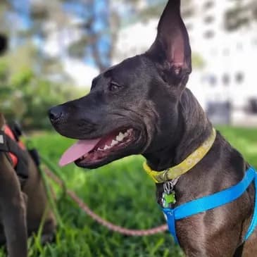 Daisy in profile on the grass, ears up and tongue out, wearing a yellow collar and blue harness.